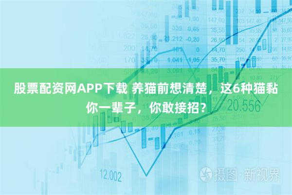 股票配资网APP下载 养猫前想清楚，这6种猫黏你一辈子，你敢接招？